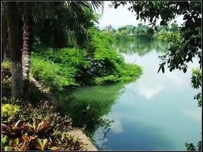 大合诵《邂逅成诗》作者:东方亮 视频制作:随风朗诵:华人诗社朗诵团 参与人数:55人(图2)