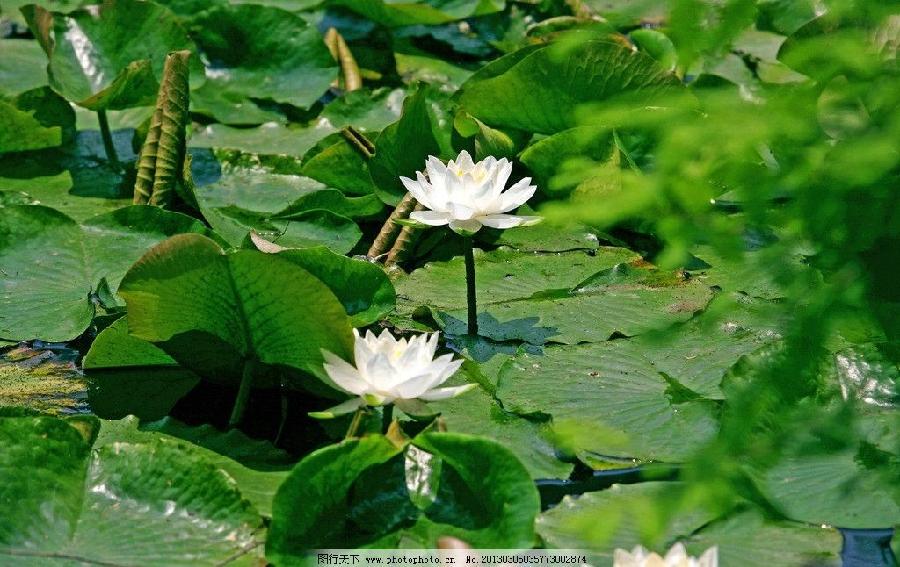 《睡荷》作者：张维清主播：飘浮的云 编辑：宋梅【中国长江文学社】有声文学平台第3915（图5）