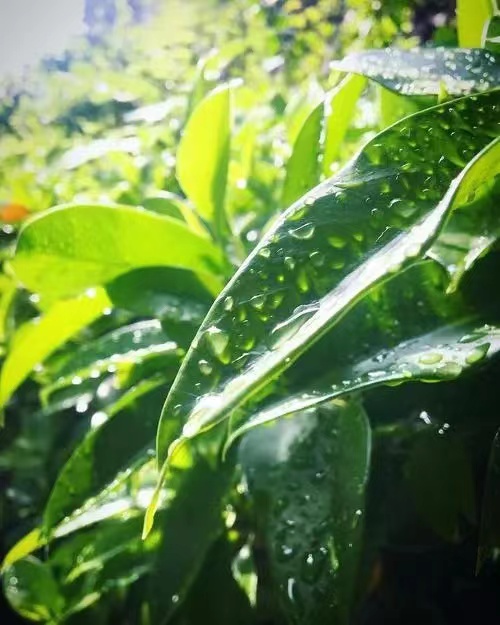 七绝·夏日喜雨（新韵）｜ 文/宁文彪（图2）