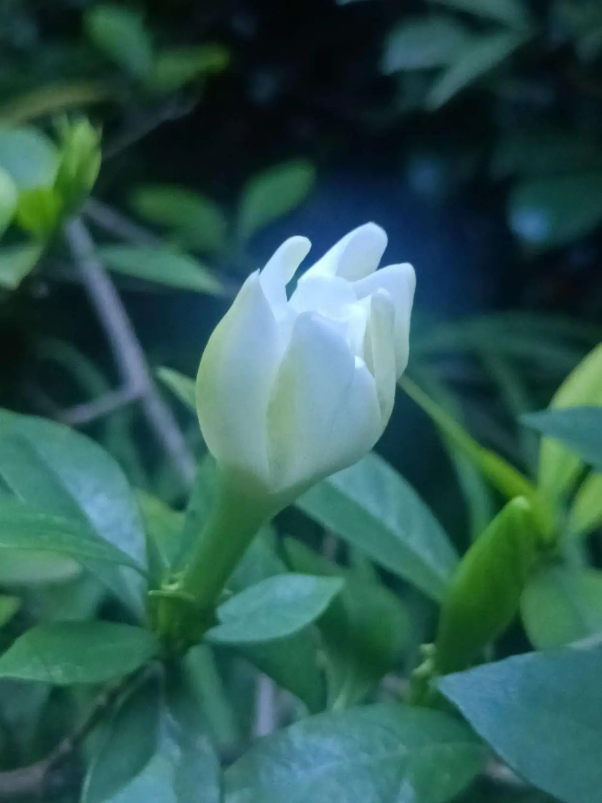 诚为本幽芳绝句《荷香》二首｜金牌主播冰雪彩霞｜中国桂林都市诗社736期（图8）