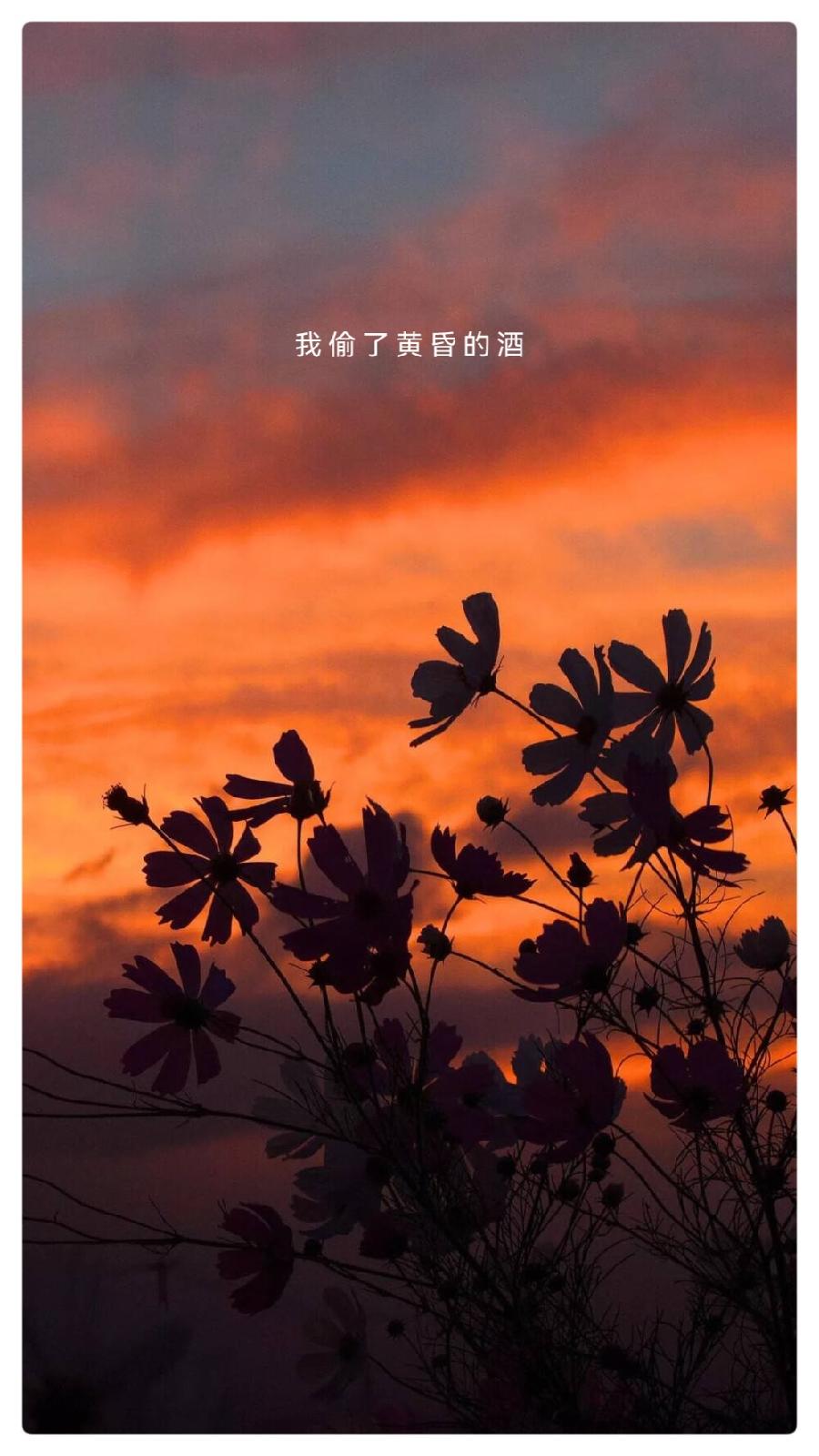 我偷了黄昏的酒ll文字来源网络ll朗诵：老菩提（图3）