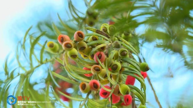 湖北作家乡音：《爱你的夏天》（图9）