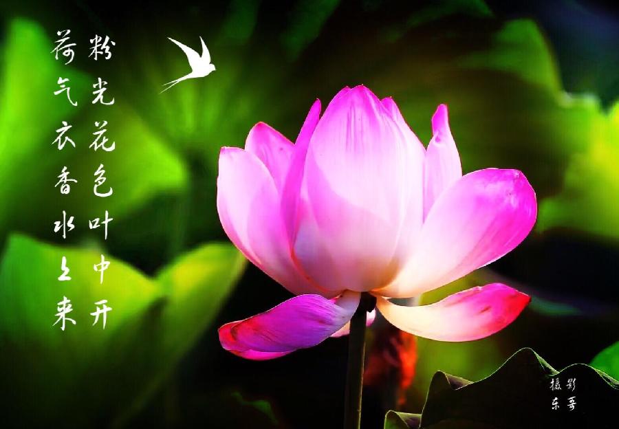 常乐先生壬寅六月末幽芳唯美诗五章｜金牌主播宏红（许世红）｜中国桂柳之春都市文学社72期（图4）
