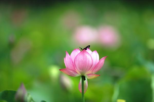 常乐先生壬寅六月末幽芳唯美诗五章｜金牌主播宏红（许世红）｜中国桂柳之春都市文学社72期（图3）