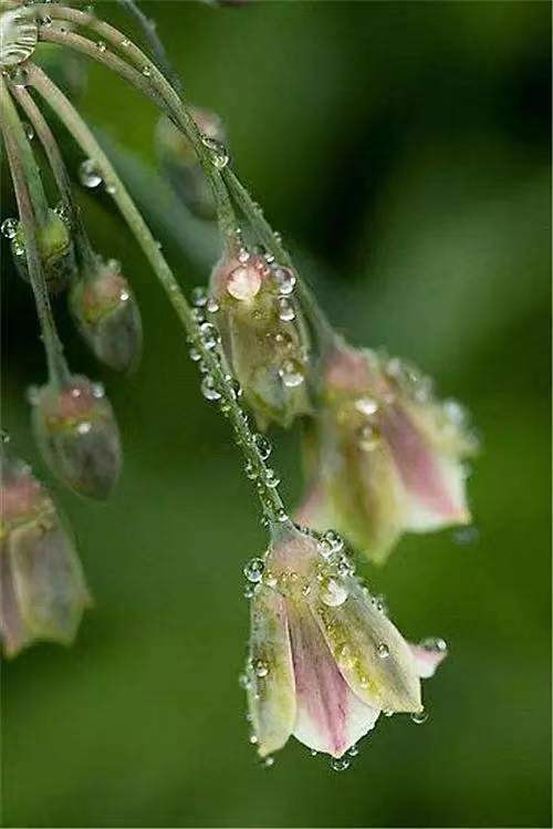 *雨后吟 * 文／山乡（湖北）【冰心文化传媒】责任主编 冰心（图5）
