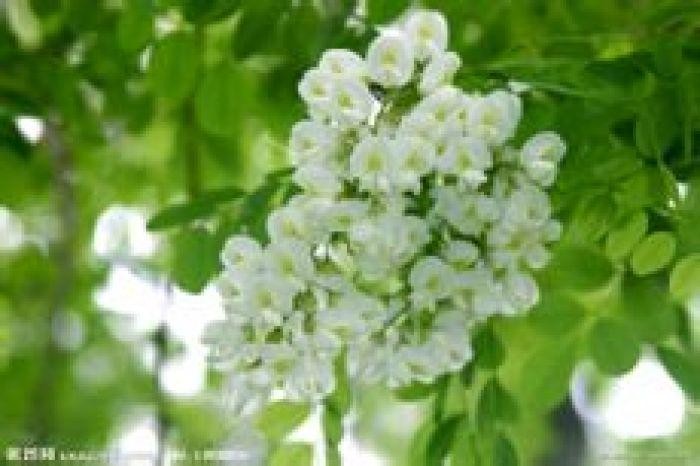 *槐花*文/田源（安徽）【冰心文化传媒】责任主编 冰心（图3）