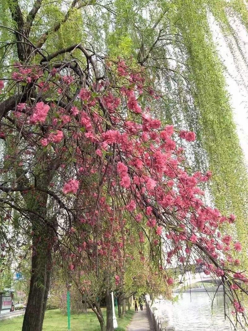 〔诗词小辑〕王新华（河北）【冰心文化传媒】责任主编 冰心（图6）