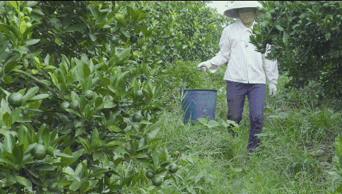 诗意传情诗社【幸运青果】文·诵‖李华敏(淡淡的茶香)(875)(图5)
