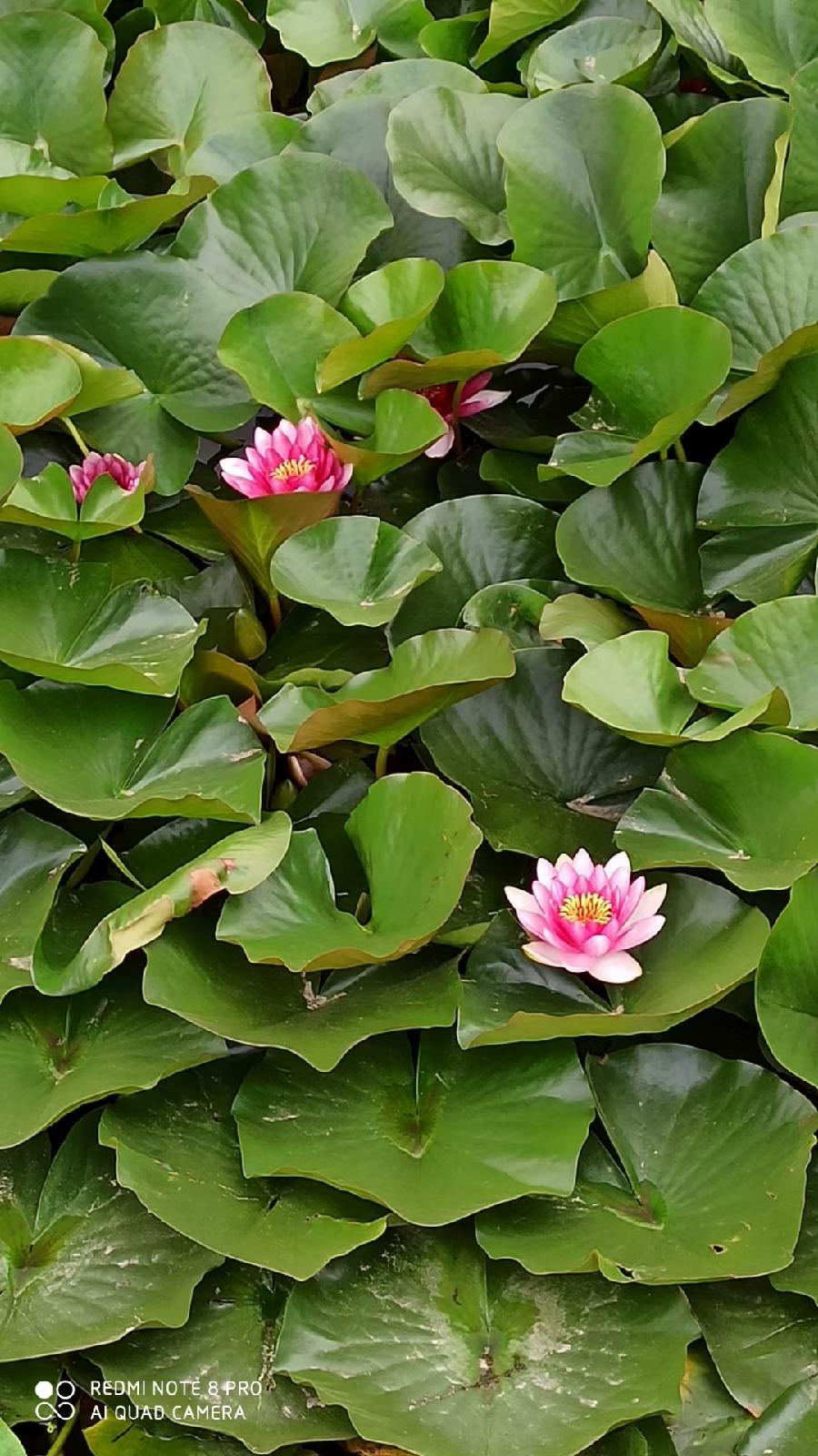 汤桂仙:分享生活中的美(图20)