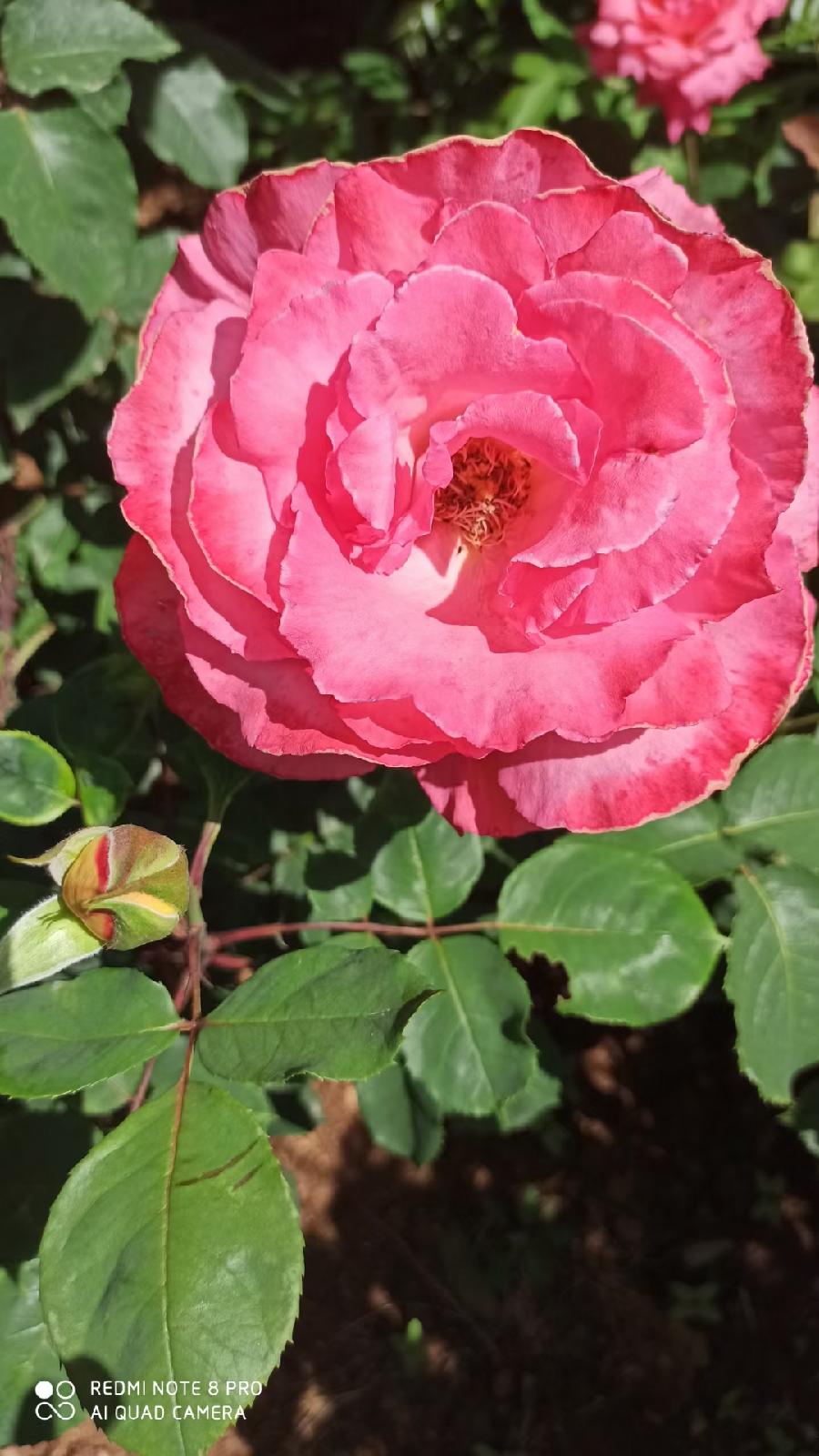 汤桂仙:分享生活中的美(图25)
