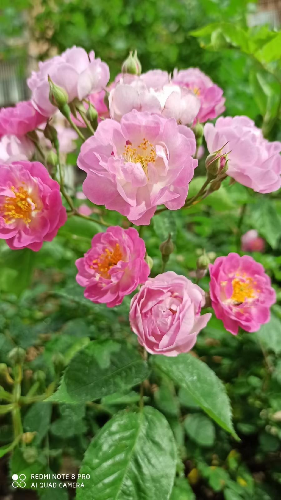 汤桂仙:分享生活中的美(图30)