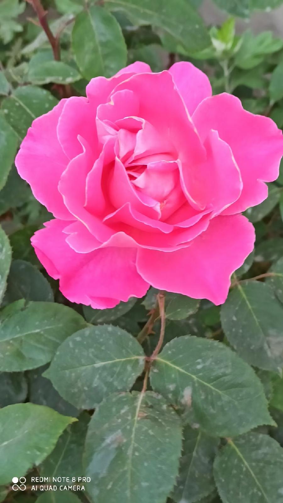 汤桂仙:分享生活中的美(图35)