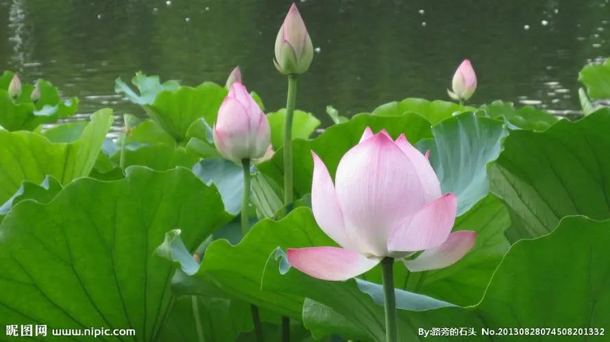 冯彪赵广业王过关王建华梁文君马汉任茹意李志国等人诗词书画欣赏(凤鸣园14期)(图35)