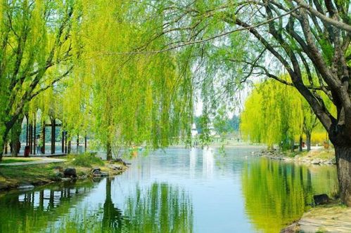 【新山东文学社】《人生如河，生活如诗》作者/大浪淘沙 主播/小小鸟（图4）