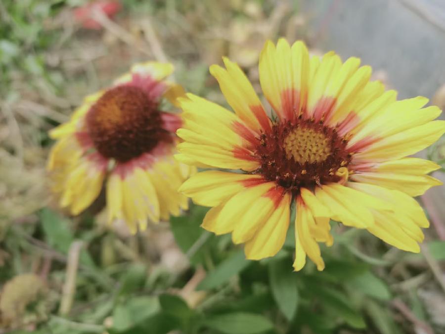 《0537期-江南诗絮》(图12)
