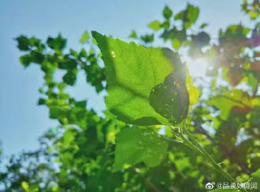 《云安客先生-诗词》(图22)