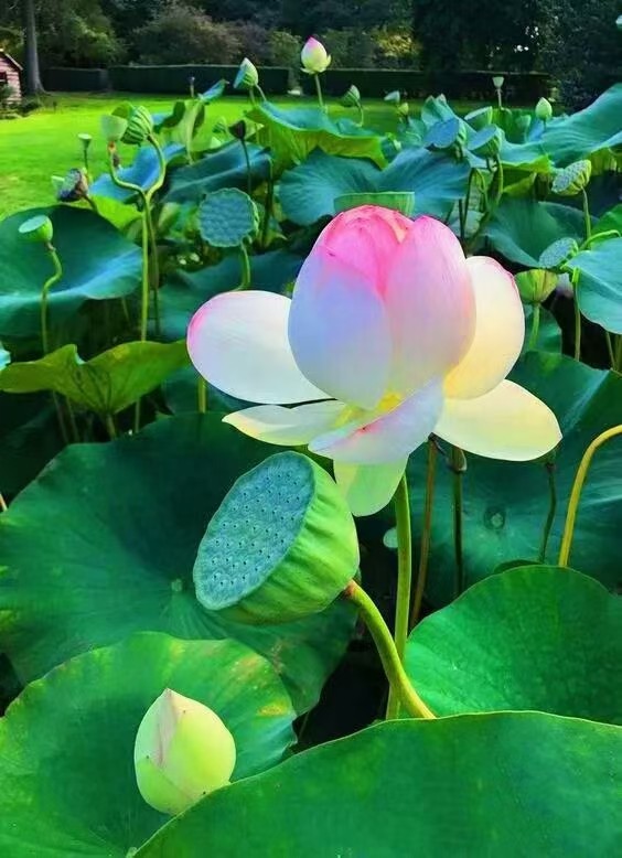 [北京头条]江苏盱眙县诗人刘文亚老师的精选专辑/第八十九期（图19）