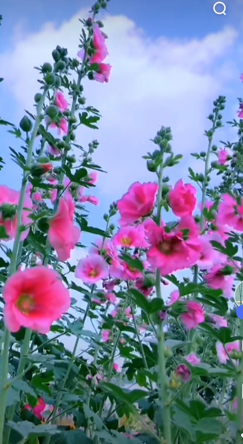 【华夏好诗词】分享丁家九《水调歌头•七一颂》外一首请欣赏(图13)