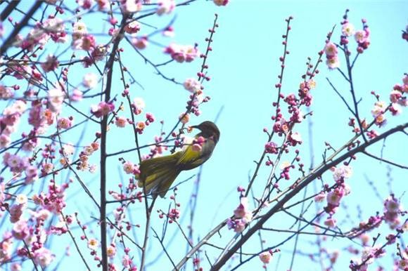 【神都诗社】第020期《绝句专辑》（押十三元韵部）（图16）