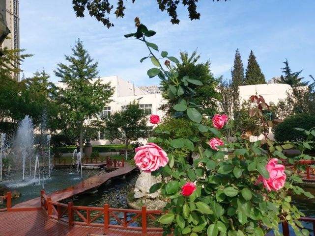 【明心文学】湖畔的琴声 作者/焦相成 主播/花之语（图3）
