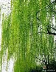夏咏(七绝)文/陈洪阅(湖北)