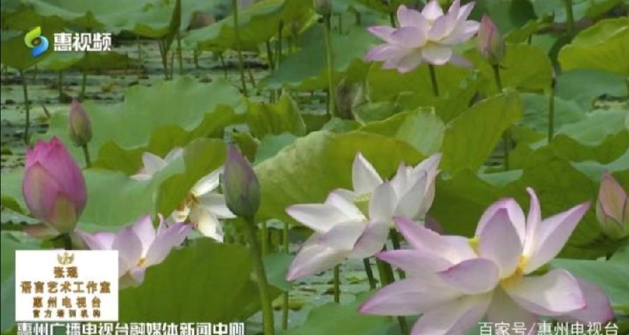 七绝诗.忆惠州(外二首)文/詹成(图5)