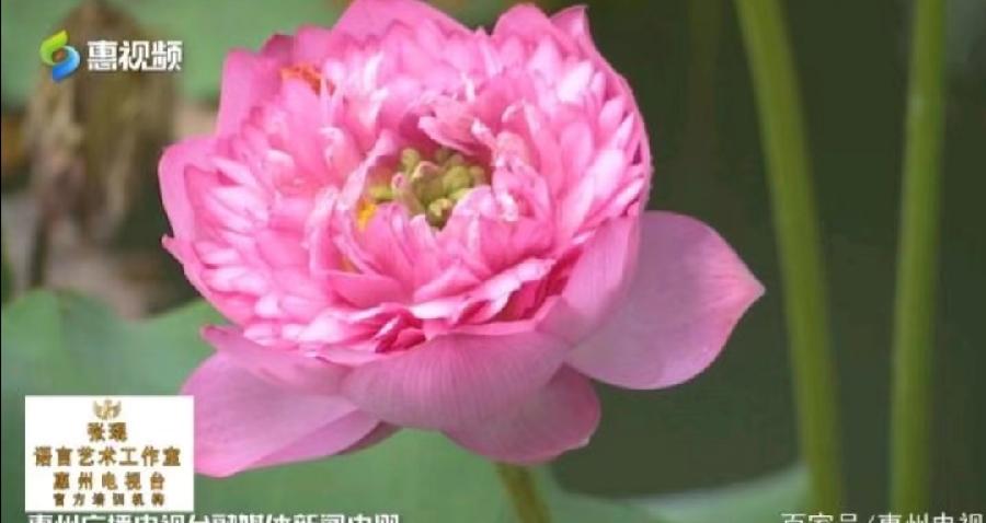 七绝诗.忆惠州(外二首)文/詹成(图11)