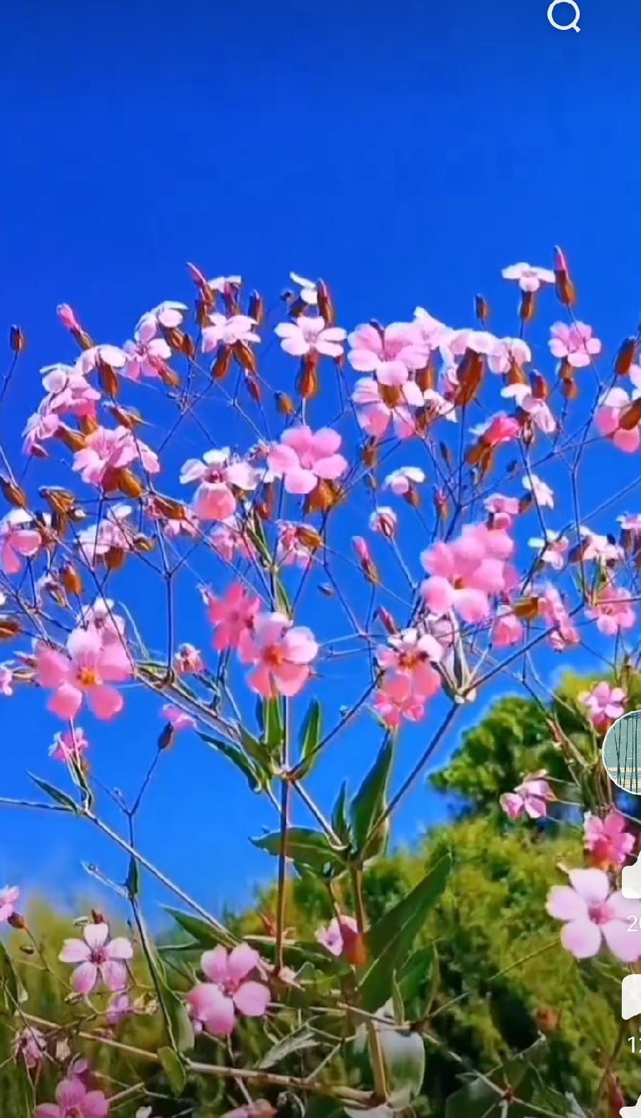 【华夏好诗词】分享中原（山东 日照）《五绝•暮云飞》外一首请欣赏（图12）