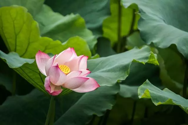 平成斌壬寅年荷月诗抄
