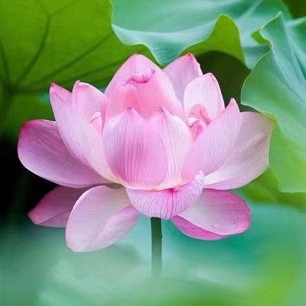 七绝-咏中国十大名花(十首)诗 || 刘湘华(图16)