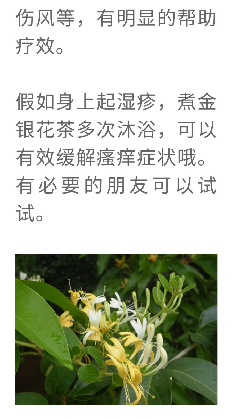 消炎解毒？哪些茶叶效果好？（图7）