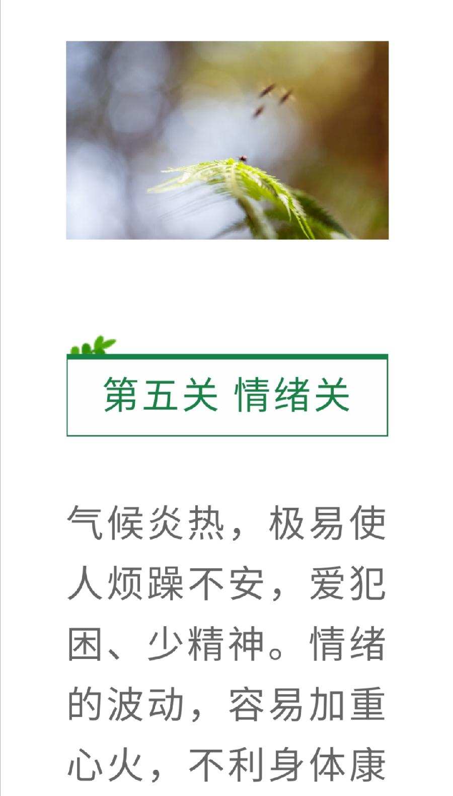 喝好一盏茶，安过三伏天（图14）
