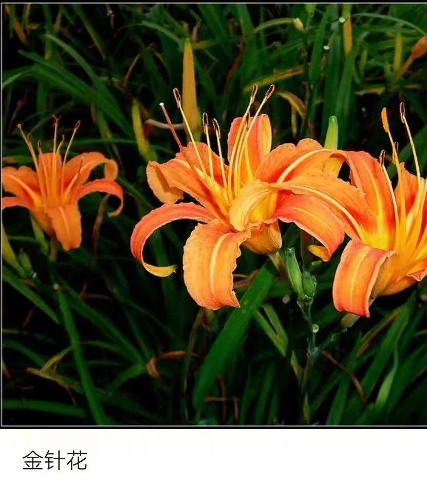 黄花萱草 不可小觑 ｜ 文图/梁玉科（图2）