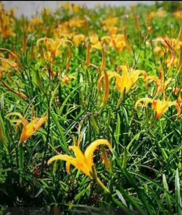 黄花萱草 不可小觑 ｜ 文图/梁玉科