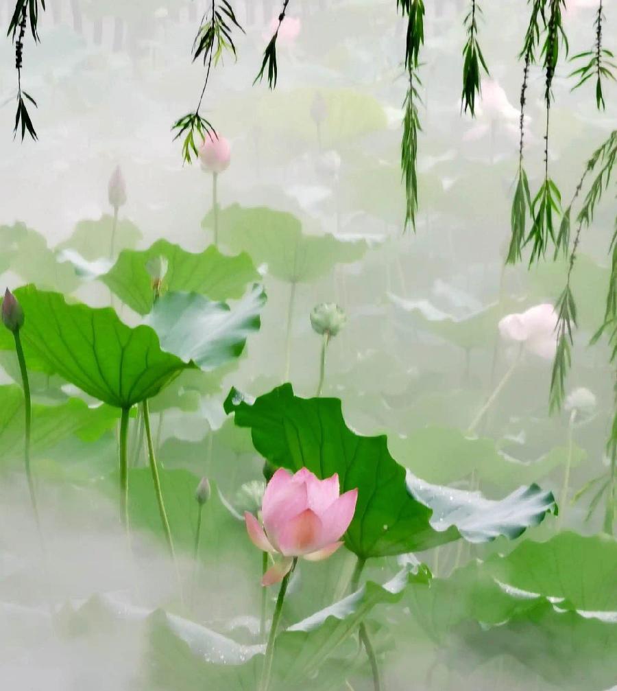 彤星诗歌《又见》、《题友人夏荷图》主播：月儿 编辑：小鱼儿 【北疆头条】（第242期）（图4）