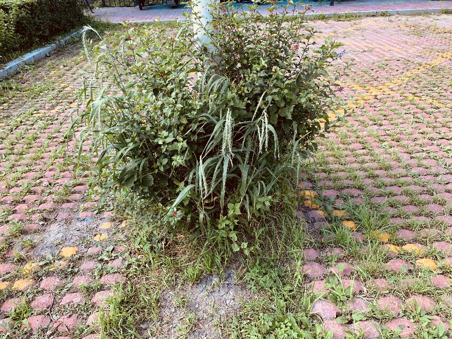 路灯杆根部有草，作者星光
