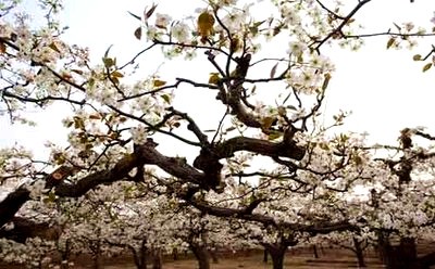 眺望犁园 犁花又开放( 作者: 恩清 朗诵: 沈虹)（图2）