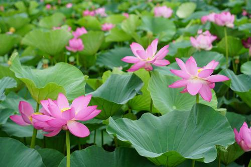 【神州源流诗苑】第680期[优秀近体诗]周刊（图6）