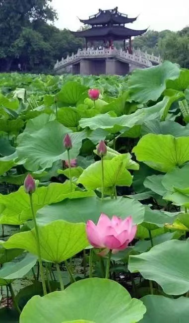 【神州源流诗苑】第680期[优秀近体诗]周刊（图10）
