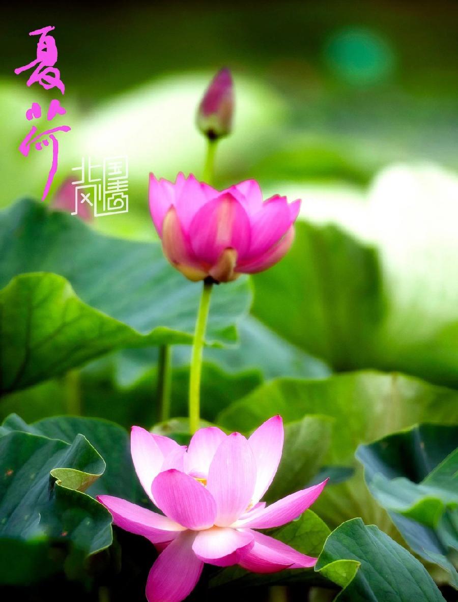 彤星诗歌《又见》、《题友人夏荷图》主播：月儿 编辑：小鱼儿 【北疆头条】（第242期）（图10）