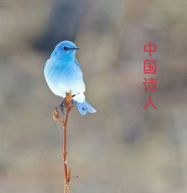 中国诗人／谢胜捷：七夕（图5）