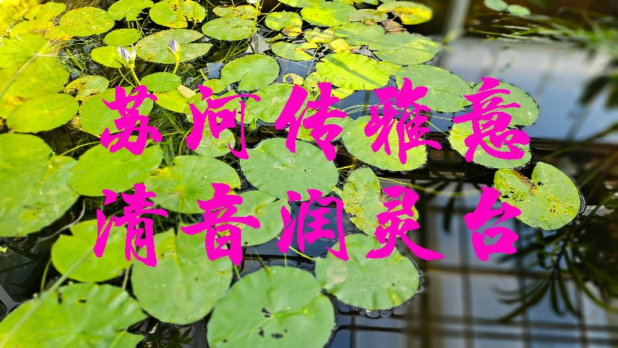 陈世东/《苏醒与牺牲》诵读/贝文【苏河清音】上海头条【第942期】(图11)