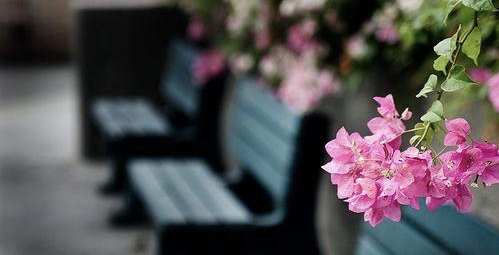 《🇨🇳中国人民诗刊》《中国人民诗社》(第2091期)百花齐放:姹紫嫣红(图5)