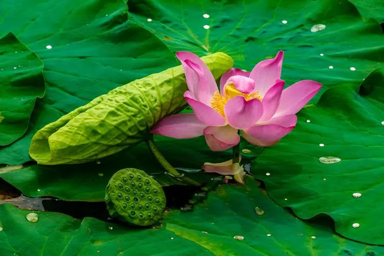 【诗生活】梧桐听雨‖七律（新韵）夏荷（外一首）