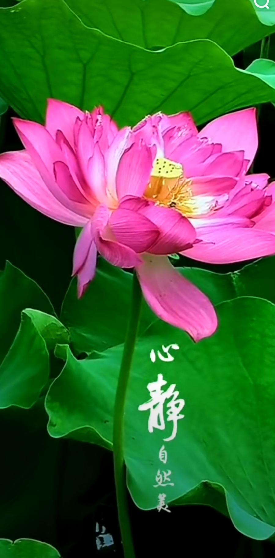 【都市头条】推介胡清普《在洈水湖边发呆》请欣赏（图11）