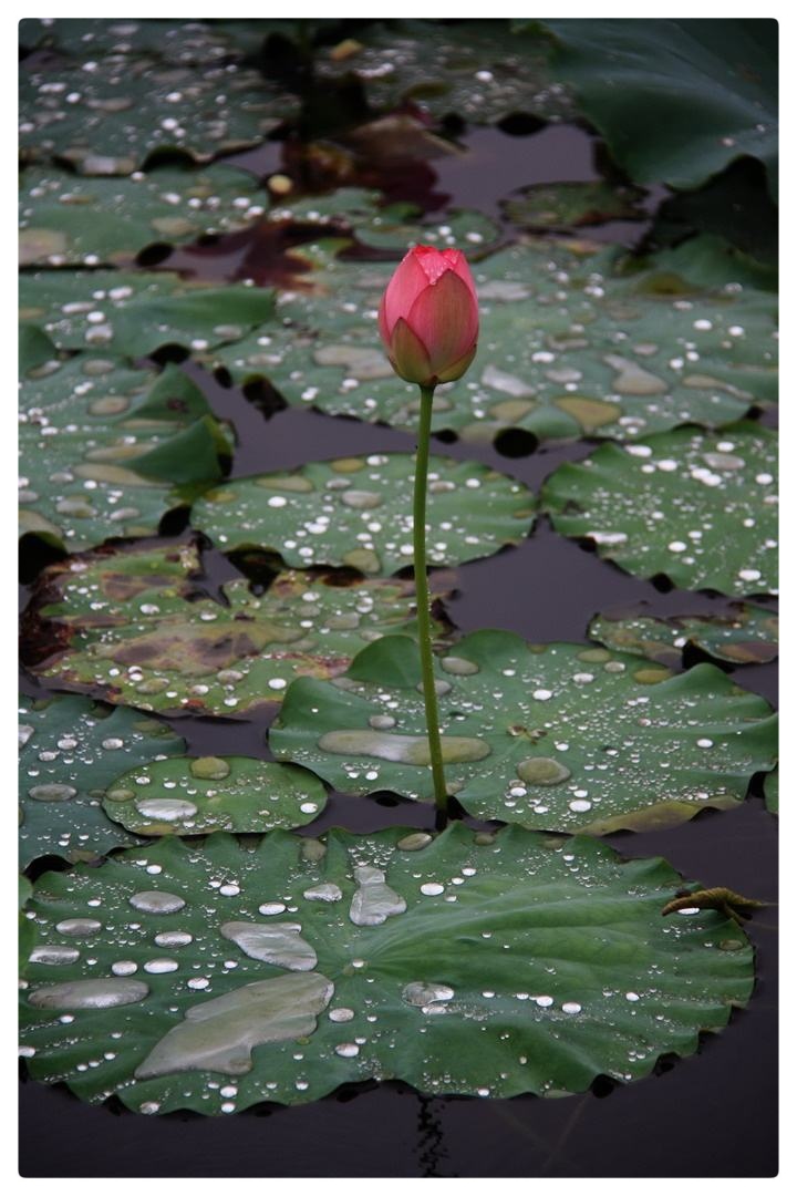 夏天里的雨ll作者 晓犁Ⅱ朗诵 老菩提(图5)