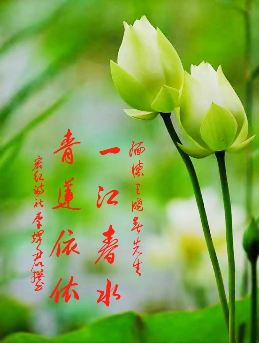 【有声诗刊专辑】‖ 《王晓春 青莲雨润》作者:| 主播:宏红【第117期】审核:宏红(图4)