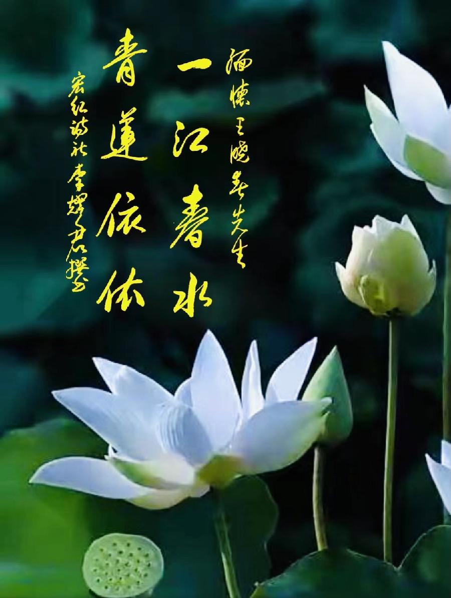 【有声诗刊专辑】‖ 《王晓春 青莲雨润》作者:| 主播:宏红【第117期】审核:宏红(图2)