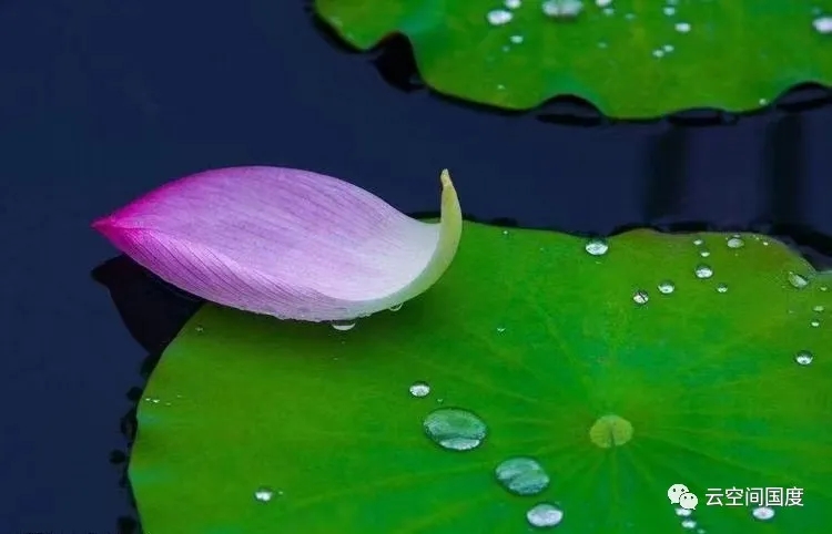 【老丫文苑】《情歌动山河》作者//费立强(山东)（图4）