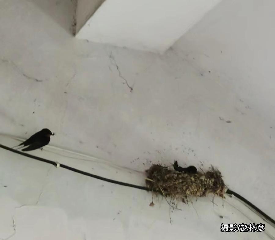 燕择良家而居 原作/梁立锋（图2）